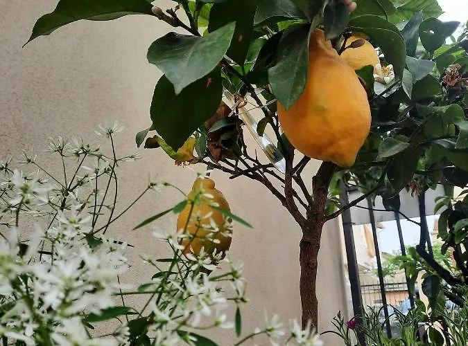 Il Capodoglio Rimini